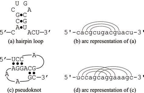 Hairpin Loop Structure