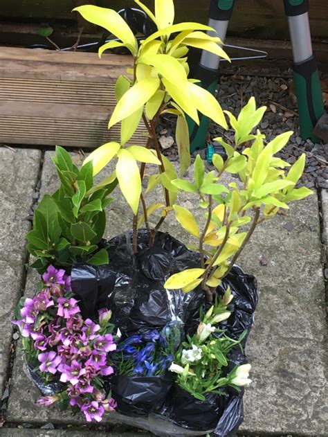 Daphne Yellow Leaves On New Plants — Bbc Gardeners World Magazine