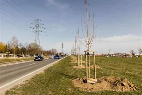 Kolejne Kilkadziesi T Wiosennych Nasadze Drzew W Gda Sku Moto M Pl