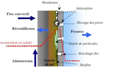 Représentation des différents mécanismes de colmatage 5 Download