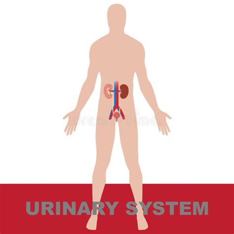 O Sistema Urinário Do Ser Humano Ilustração do Vetor Ilustração de