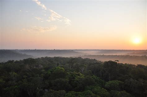 Some Amazon rainforest regions more resistant to climate change than ...