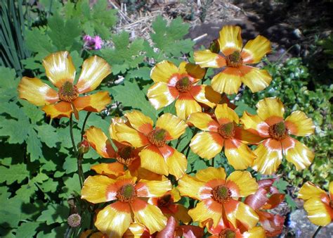 Website/Plants/2144399028/Images/Gallery/r_marmarlade_01.0.jpg