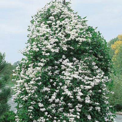 Sweet Autumn Clematis Vine American Meadows