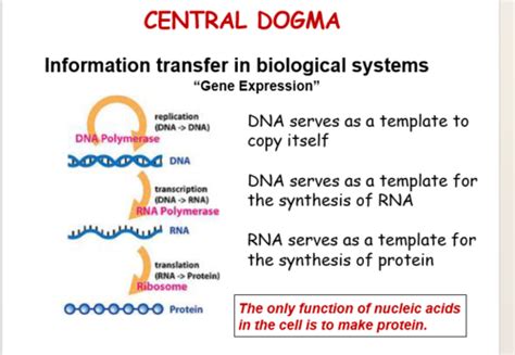 Rna Synthesis Flashcards Quizlet