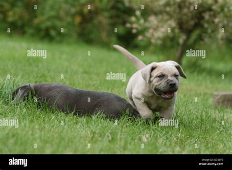 Dog Cane Corso / Italian Molosser two puppies different colors in a garden Stock Photo - Alamy