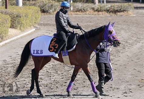 オーサムストローク 競走馬詳細 Umatoku 馬トク