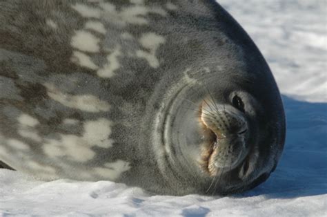 Weddell Seal Adaptation Challenge 10/2 | PolarTREC