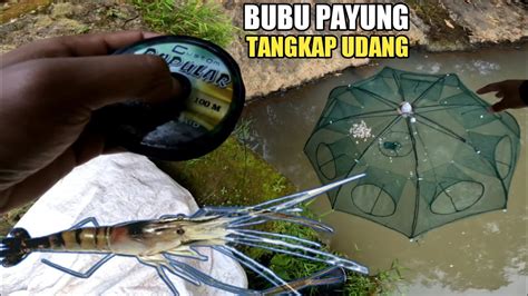 Pasang Bubu Payung Perangkap Udang Youtube