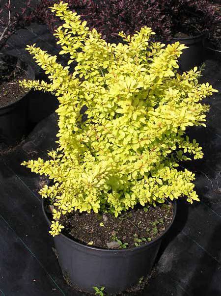 Барбарис тунберга Ауреа (Berberis thunbergii Aurea),купить барбарис ...