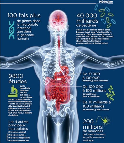 Microbiote Intestinal Et Sant Mentale Quelles Liaisons Nha