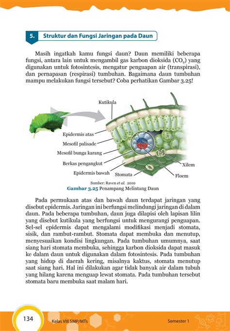 Detail Gambar Penampang Melintang Daun Koleksi Nomer 42