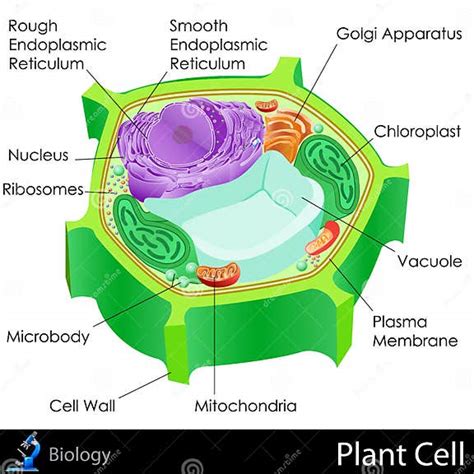 Plant Cell Stock Illustration Illustration Of Endocoplasmic 31606462