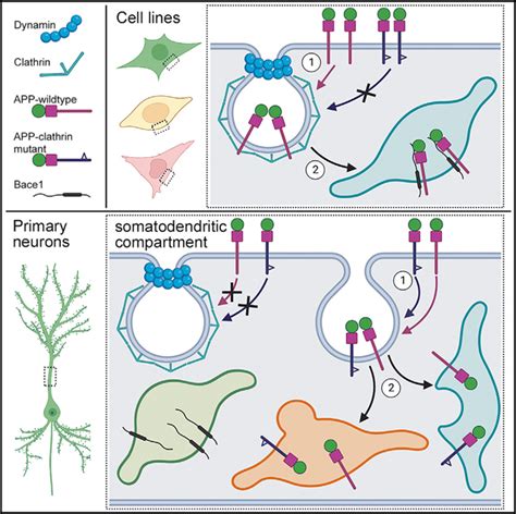 Evidence For A Clathrin Independent Endocytic Pathway For App Internalization In The Neuronal