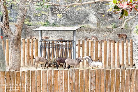 高雄壽山動物園｜全新天空步道、觀察廊道、小火車，獼猴陪吃體驗太難忘 兔兒毛毛姊妹花