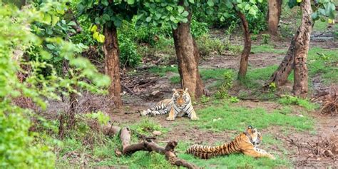 Desde Nueva Delhi Excursi N Privada De D As A La Reserva De Tigres