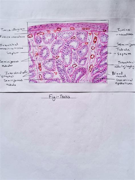 Solution Male Reproductive System Histology With Real Slides Brief And