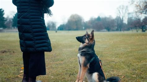 Esta es la guía definitiva para entrenar a tu perro y lograr que haga