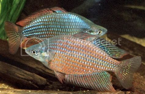 Melanotaenia Splendida Rubrostriata Rainbowfish Bulgaria