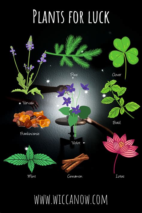 Welcome To Wicca Now In 2021 Plant Witch Clover Plant Herbs For Luck