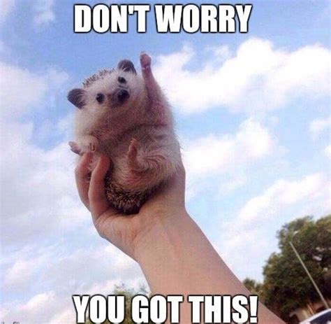 20 Encouragement Memes To Lift Your Spirits