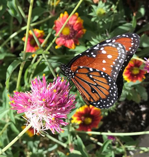 Phoenix Arizona Desert Botanical Gardens: Butterflies