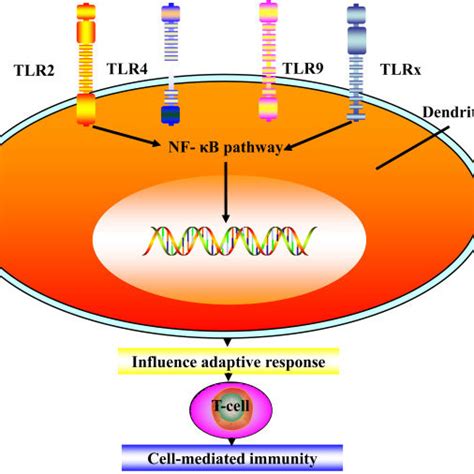 Tlr Regulation Of Pro Inflammatory Cytokines Activation Of Toll Like