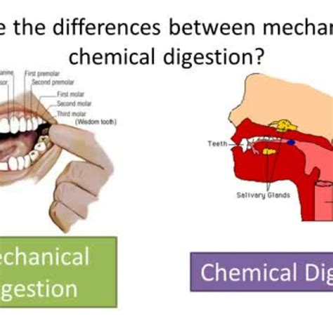 Mechanical Digestion