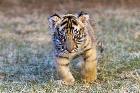 Bengal Tiger Cubs Images