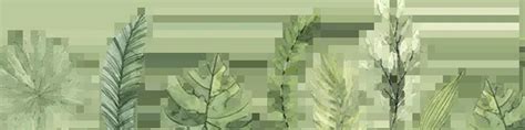 Buy Nz Native Shrubs Hardy Evergreen Plants Nz