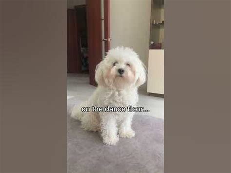 Kinpur Pet Care - YouTube