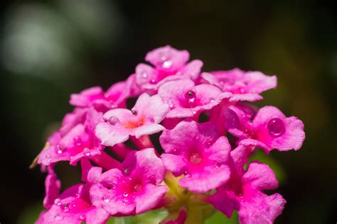 Lantana Flowers With Rain Albuquerque Biopark Botanical Ga Flickr