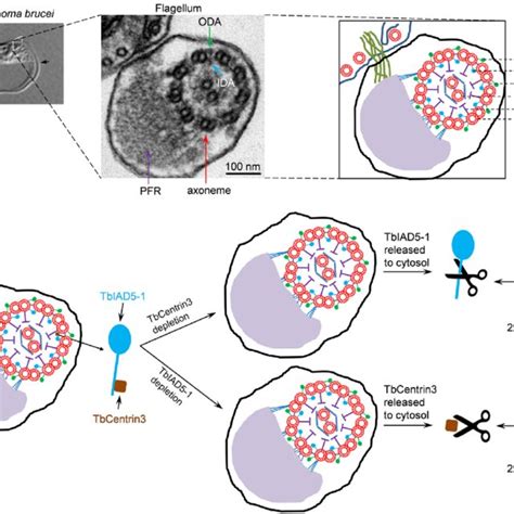 Role Of Tbcentrin In Flagellar Motility In Trypanosomes A The