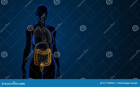 Female Highlighted Large Intestine Anatomy Royalty Free Stock Photo