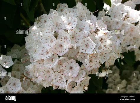 Flowering Kalmia Latifolia Commonly Known As Mountain Laurel Or Calico