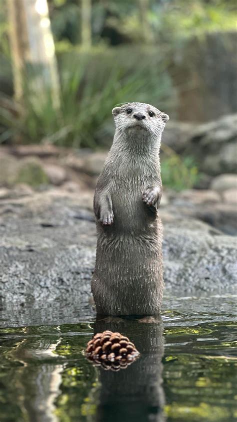 タロンガ動物園さんのインスタグラム動画 タロンガ動物園Instagram Its World Otter Day