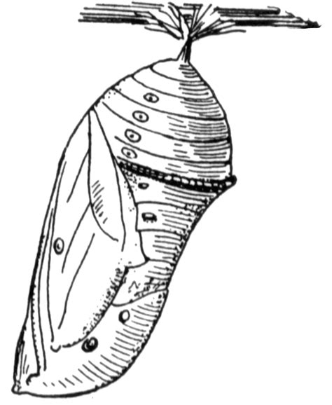 Chrysalis Coloring Page