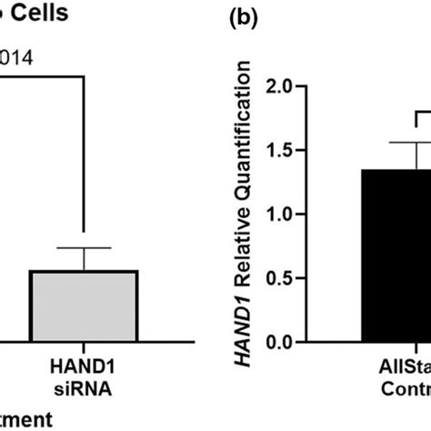 Hand Mrna Expression In Bewo Cells And Human Placental Microvascular