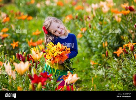 Cute Little Girl Picking Lily Flowers In Blooming Summer Garden Child