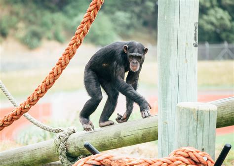 Chimpanzee Habitat | Best Awards