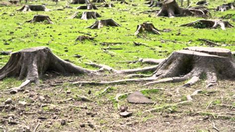 Deforestation Inspirational Video - YouTube