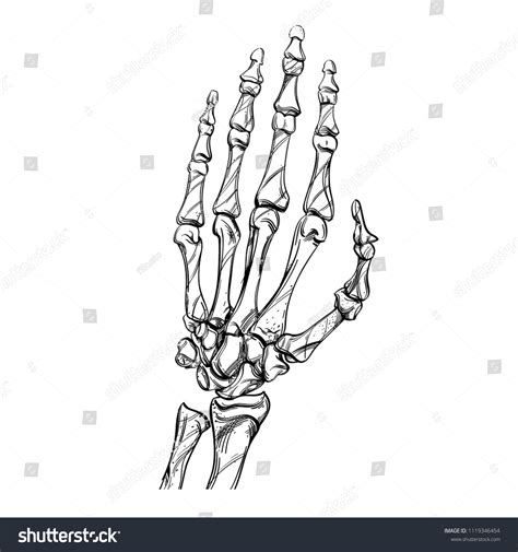 Skeleton Sketch Bones Hand Drawing Style 库存矢量图（免版税）1119346454