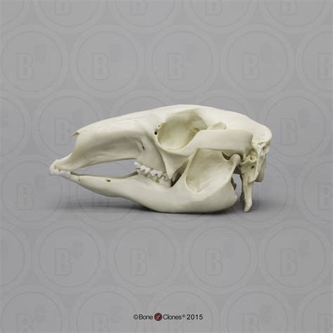 Red Kangaroo Skull - Bone Clones - Osteological Reproductions