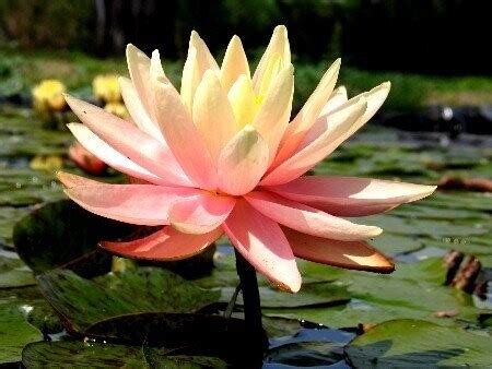 Seerose Nymphaea Sunny Pink Seerosenwelt Shop De