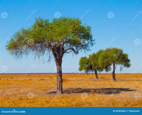 Acacia Trees In Open African Savanna Plains Stock Photo Image 66352843