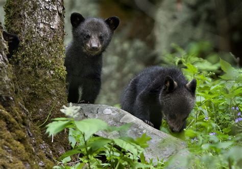 Black Bears Cubs