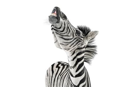 Black and white Zebra photo HD wallpaper | Wallpaper Flare