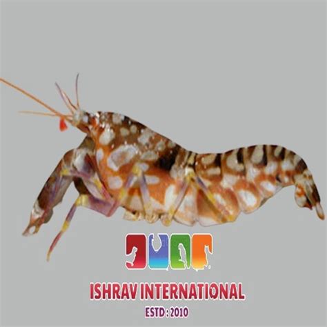 Tiger Pistol Shrimp ISHRAV