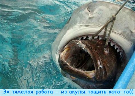 Прикольные фотографии Прикольные фото животных с комментариями