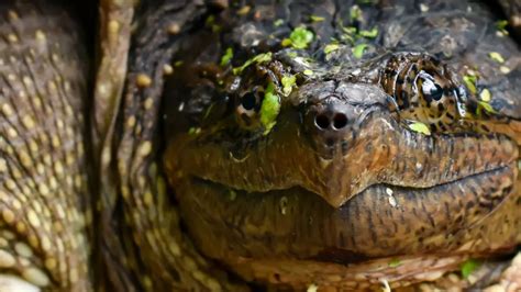 Snapping Turtle Bite Wound: Understanding the Risks and Consequences of Its Powerful Bite ...